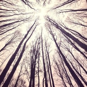 Oh-so-witchy "Trees from Below" Tapestry(Ret. $70)